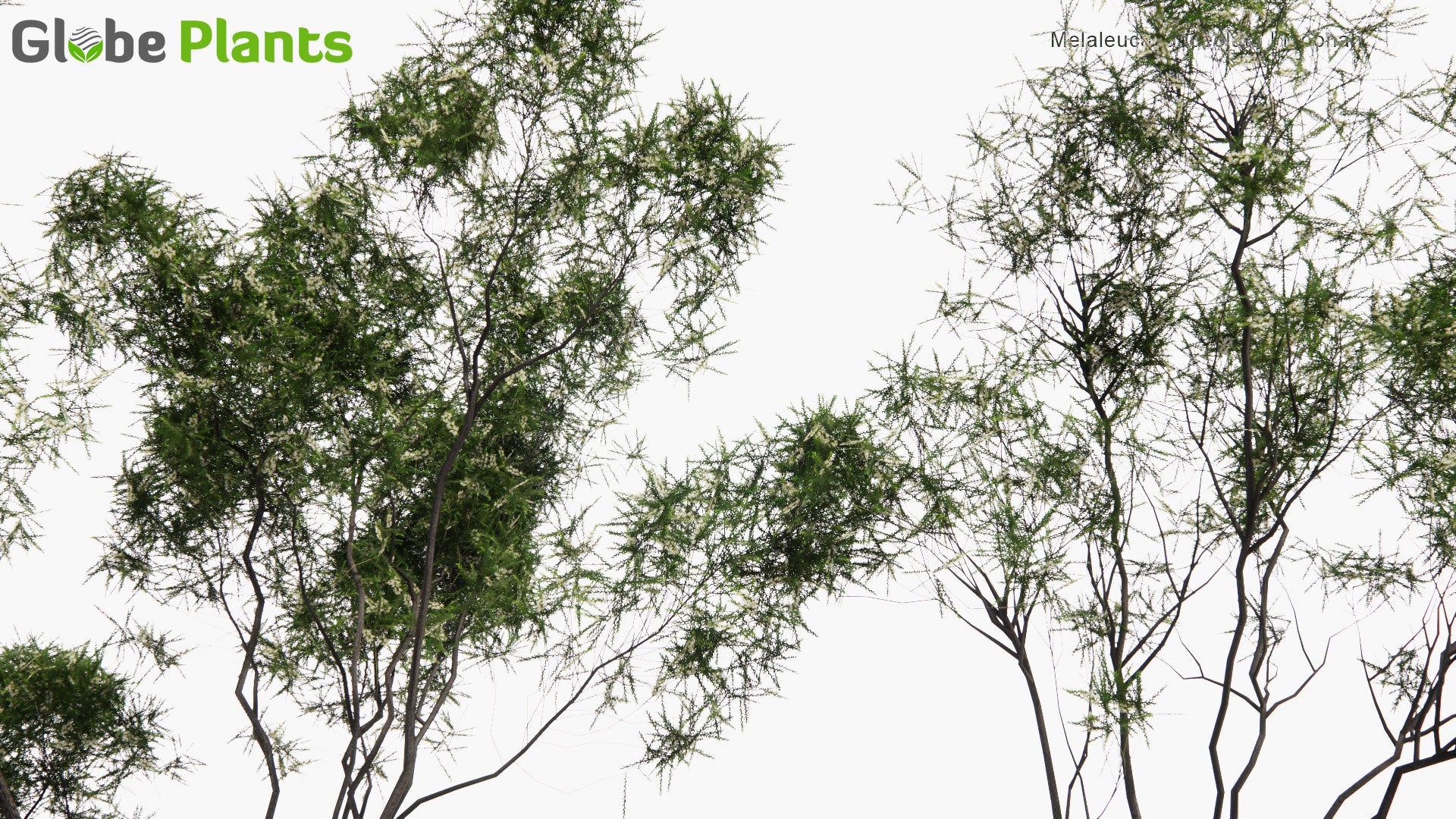 Low Poly Melaleuca Lanceolata - Moonah (3D Model)