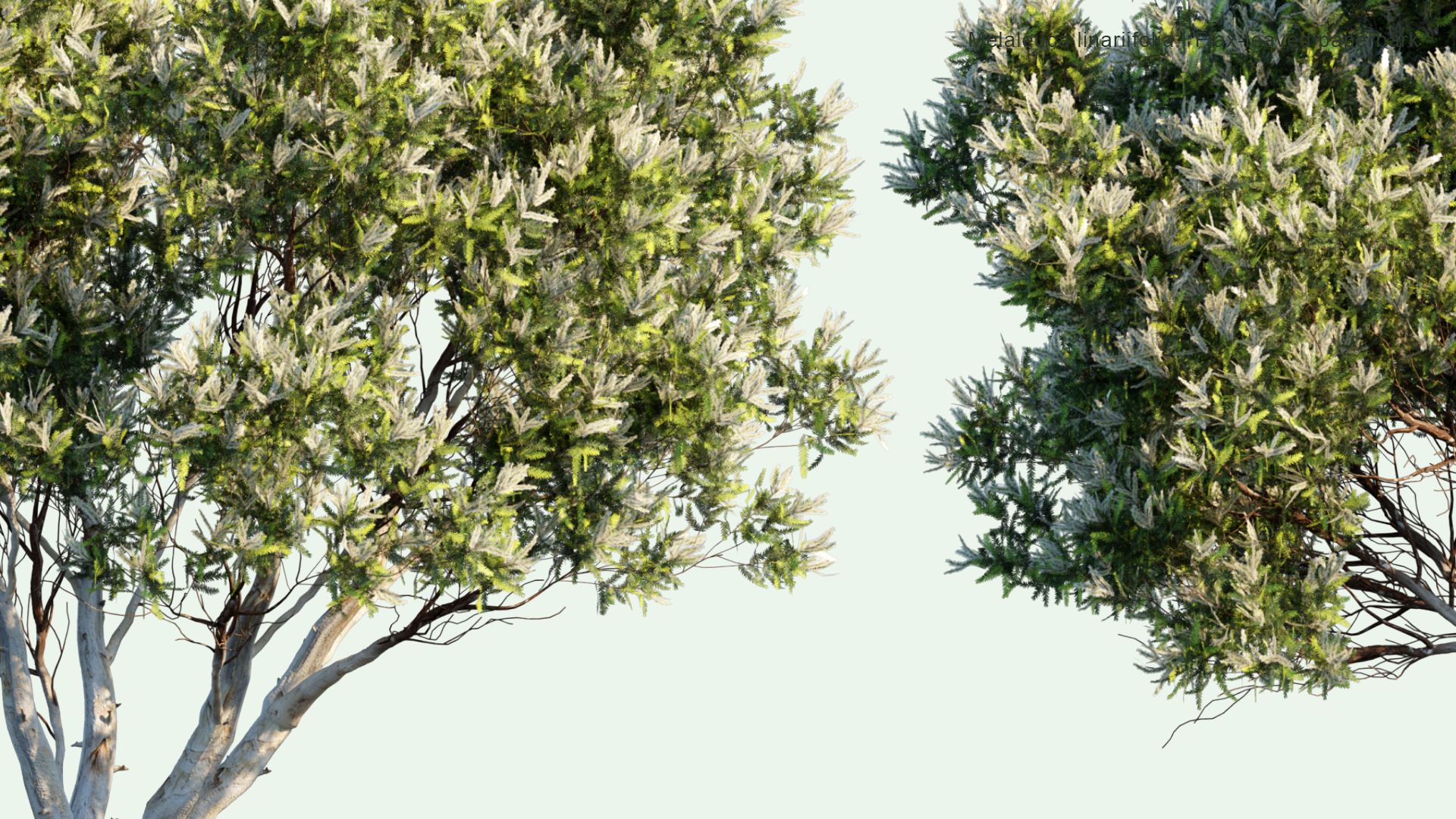 2D Melaleuca Linariifolia - Snow-in-Summer, Narrow-Leaved Paperbark, Flax-Leaved Paperbark