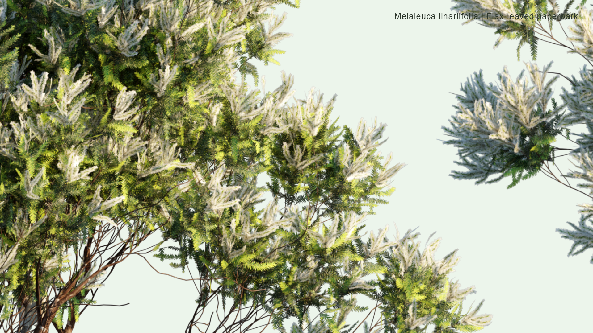2D Melaleuca Linariifolia - Snow-in-Summer, Narrow-Leaved Paperbark, Flax-Leaved Paperbark