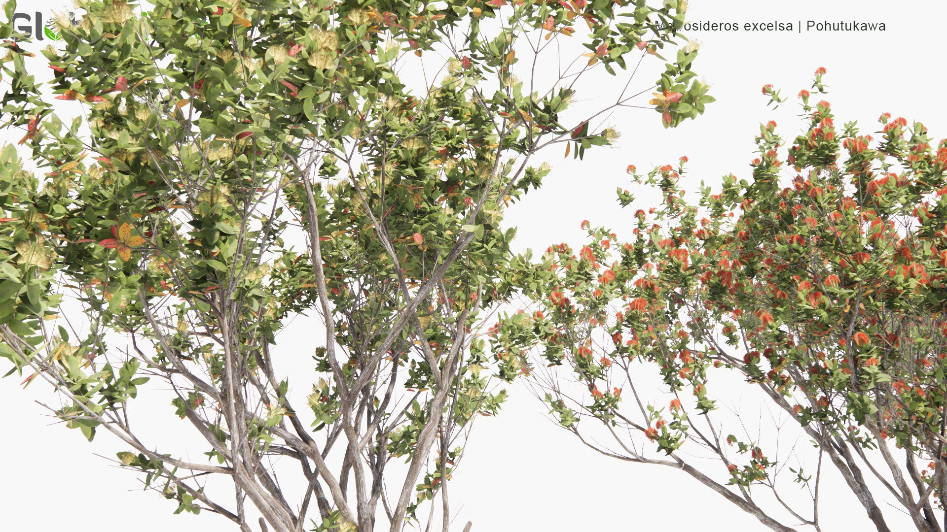 Low Poly Metrosideros Excelsa - Pohutukawa, New Zealand Christmas Tree (3D Model)