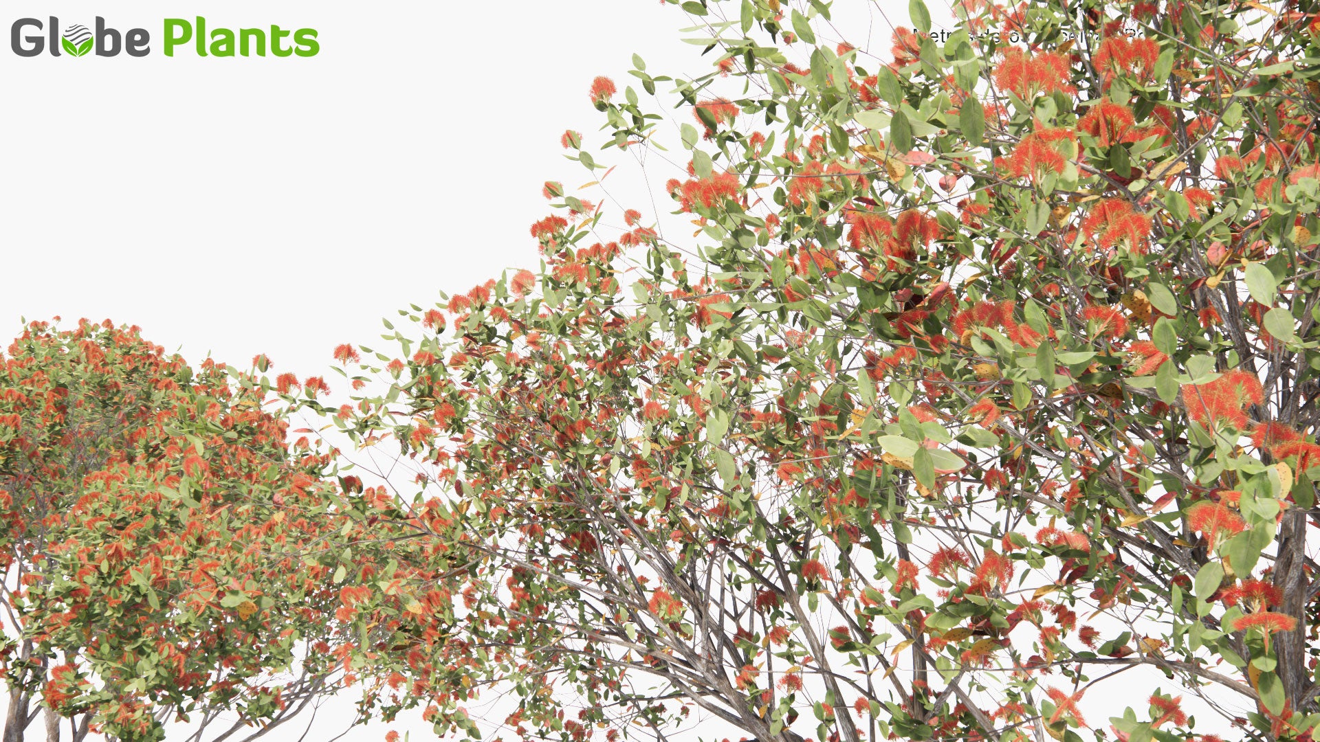 Low Poly Metrosideros Excelsa - Pohutukawa, New Zealand Christmas Tree (3D Model)