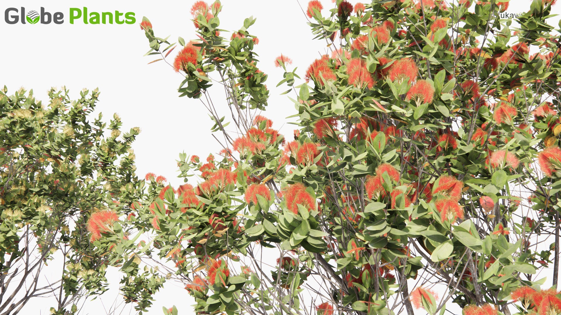 Low Poly Metrosideros Excelsa - Pohutukawa, New Zealand Christmas Tree (3D Model)