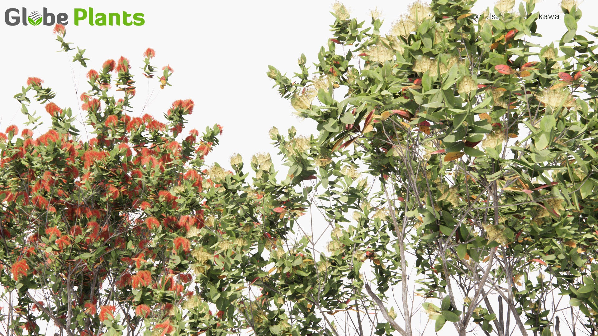 Low Poly Metrosideros Excelsa - Pohutukawa, New Zealand Christmas Tree (3D Model)