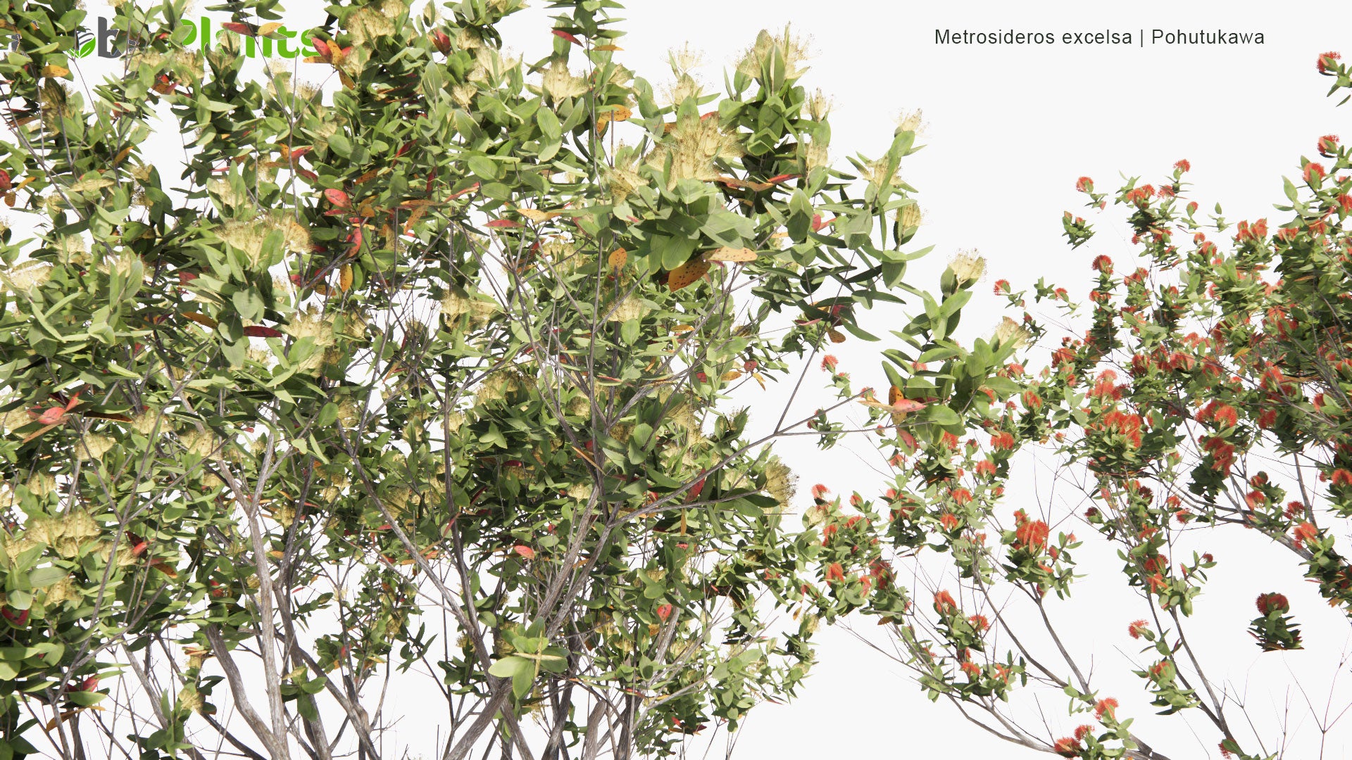 Low Poly Metrosideros Excelsa - Pohutukawa, New Zealand Christmas Tree (3D Model)