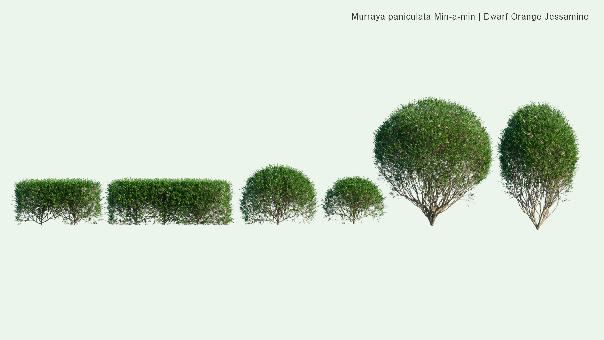 2D Murraya Paniculata Min-a-min - Dwarf Orange Jessamine, Orange Jasmine, Dwarf Mock Orange, Dwarf Cosmetic Bark Tree