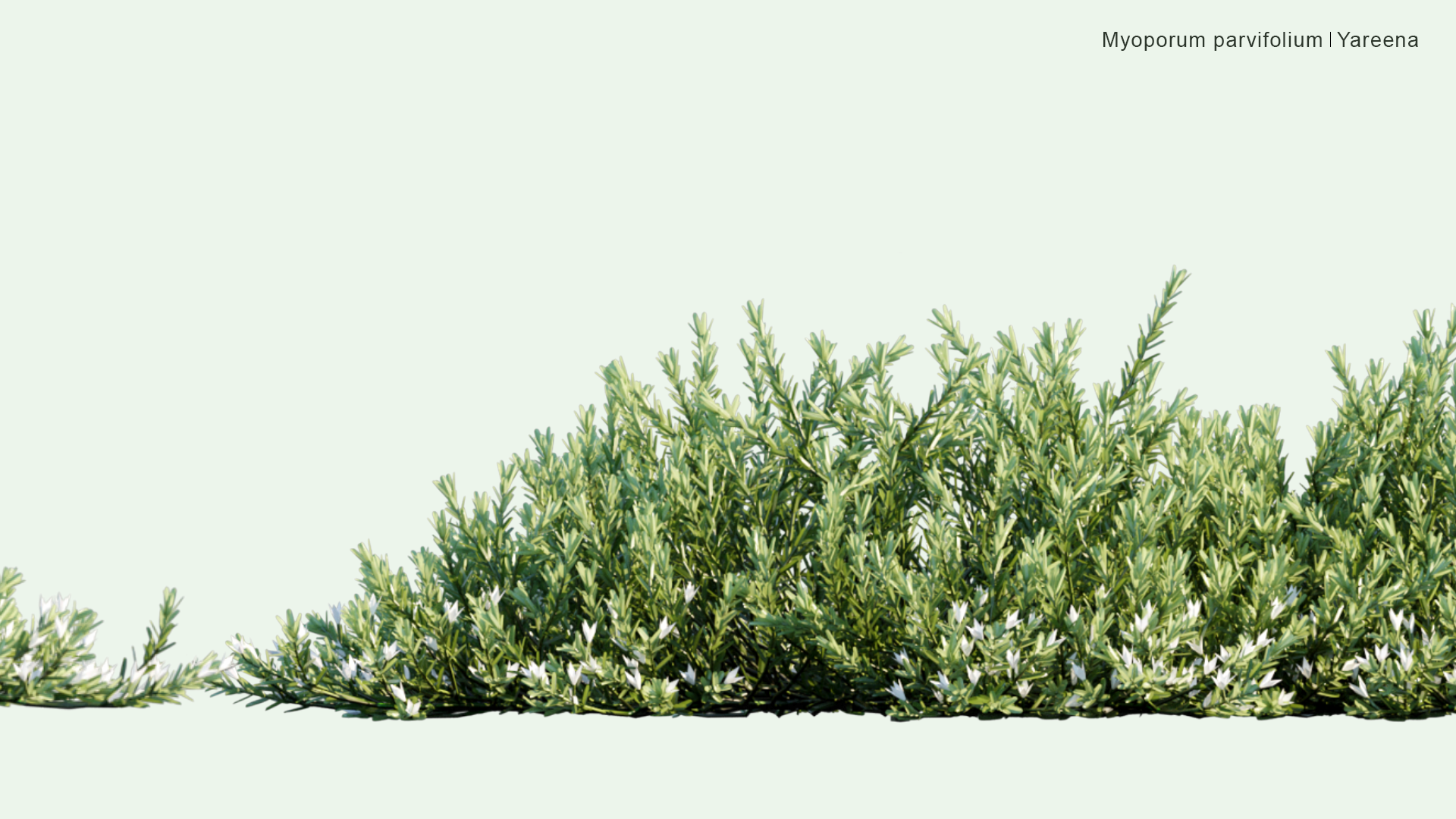2D Myoporum Parvifolium - Yareena