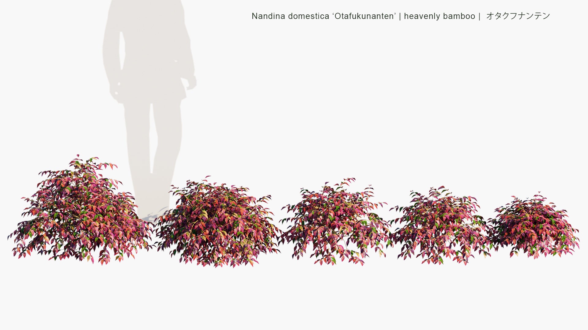 Low Poly Nandina Domestica ‘Otafukunanten’ - Heavenly Bamboo, オタクフナンテン (3D Model)