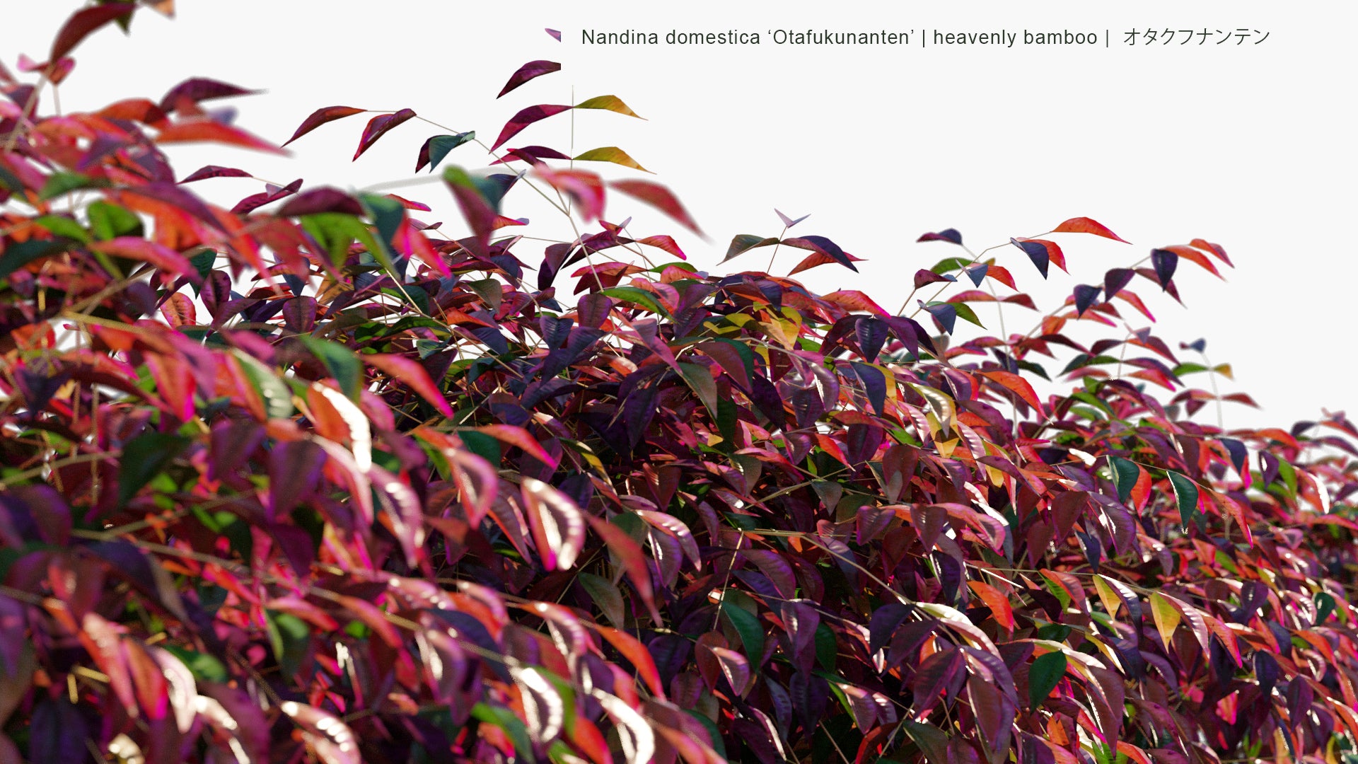 Low Poly Nandina Domestica ‘Otafukunanten’ - Heavenly Bamboo, オタクフナンテン (3D Model)