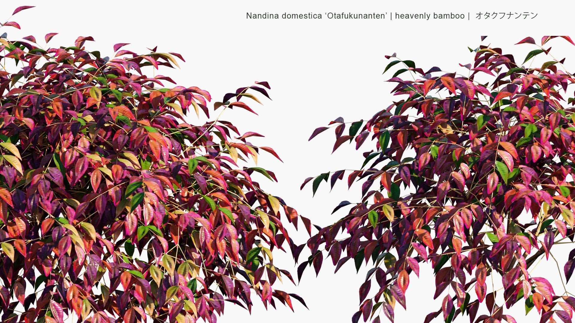 Low Poly Nandina Domestica ‘Otafukunanten’ - Heavenly Bamboo, オタクフナンテン (3D Model)
