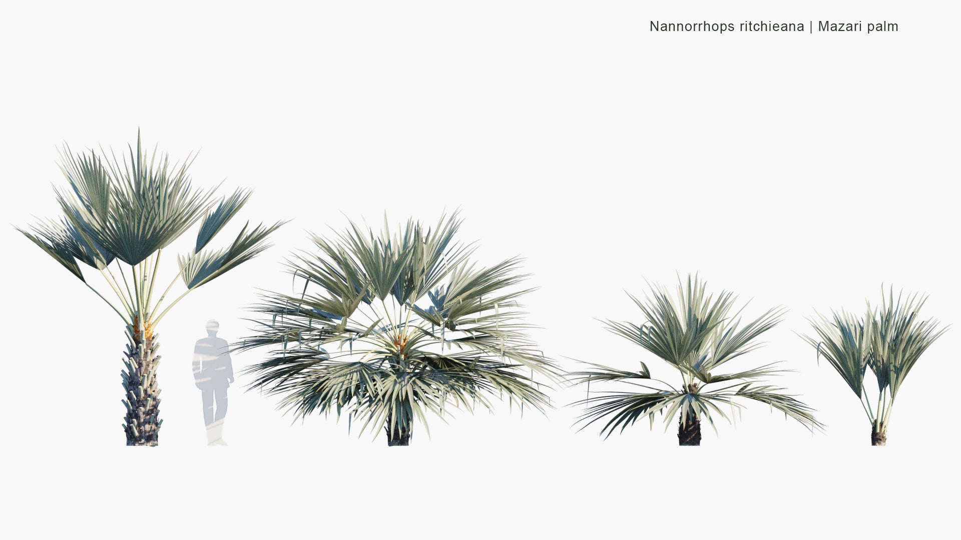 Nannorrhops Ritchieana - Mazari Palm (3D Model)