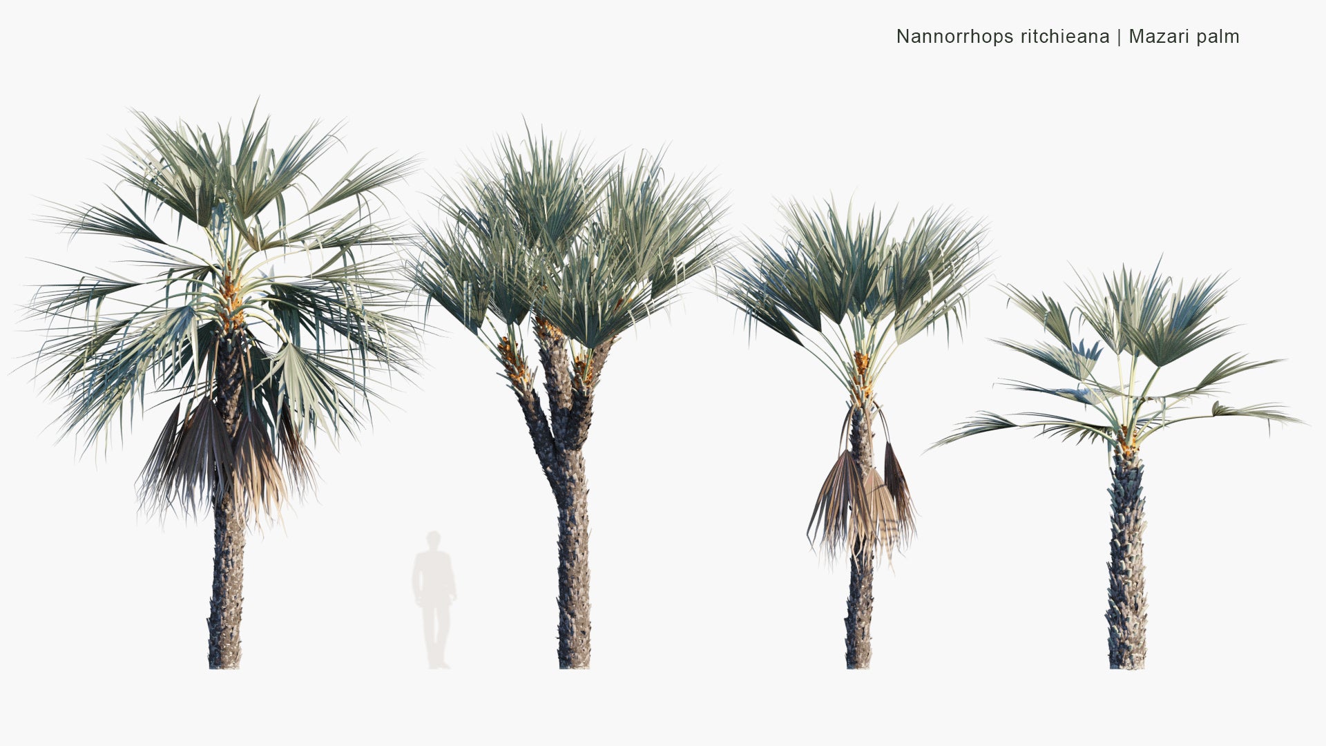 Nannorrhops Ritchieana - Mazari Palm (3D Model)