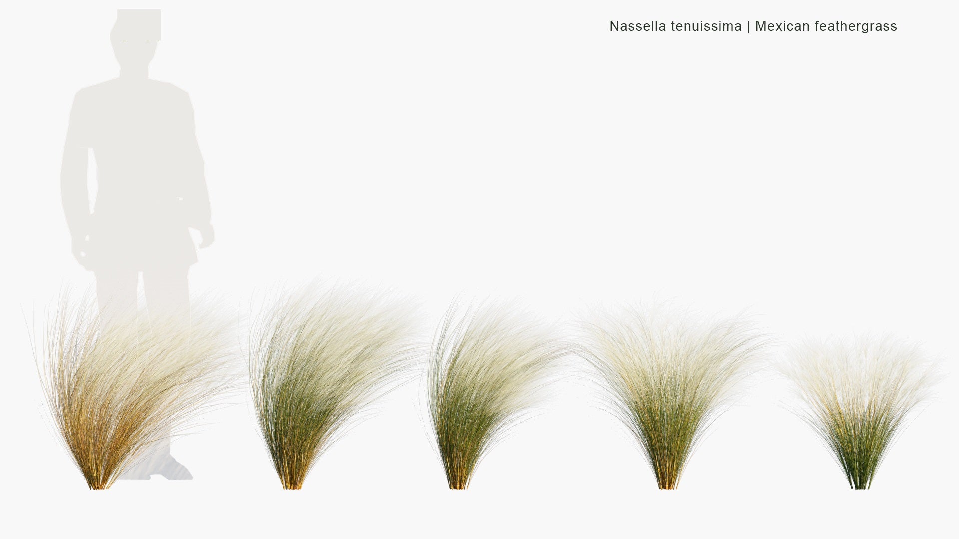 Low Poly Nassella Tenuissima - Mexican Feathergrass, Finestem Needlegrass, Fineleaved Nassella, Argentine Needle-Grass (3D Model)