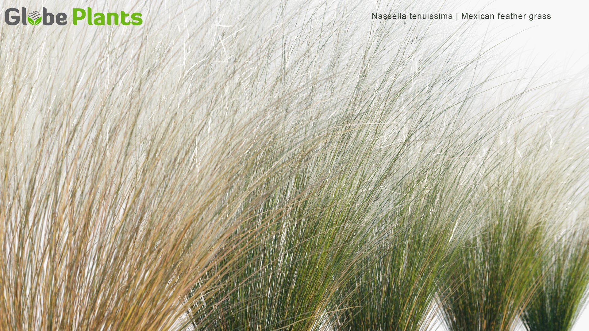 Low Poly Nassella Tenuissima - Mexican Feathergrass, Finestem Needlegrass, Fineleaved Nassella, Argentine Needle-Grass (3D Model)