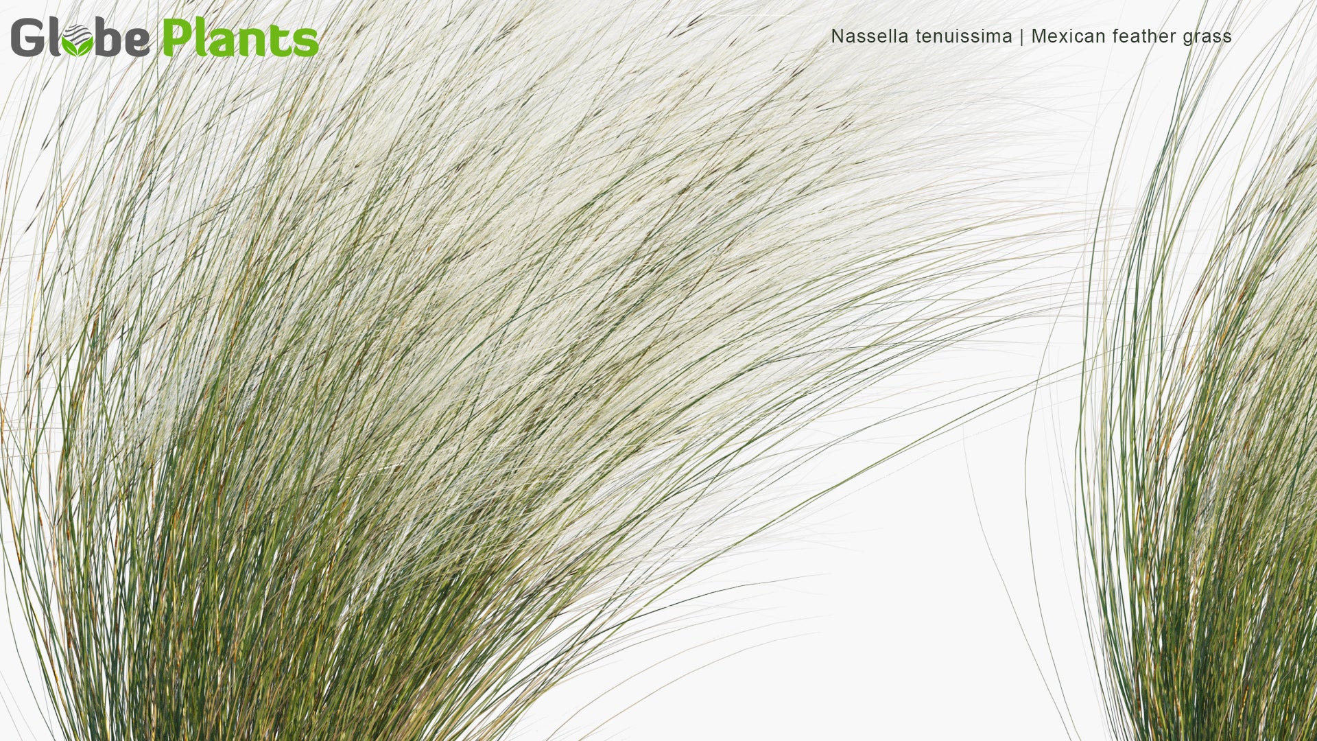 Low Poly Nassella Tenuissima - Mexican Feathergrass, Finestem Needlegrass, Fineleaved Nassella, Argentine Needle-Grass (3D Model)