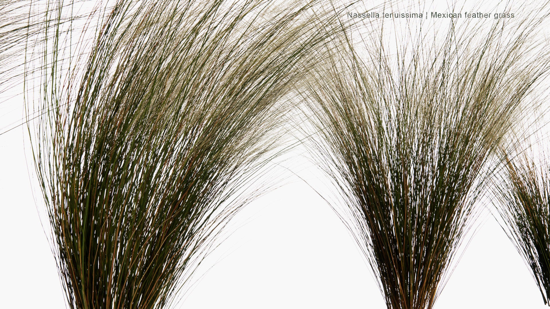 Low Poly Nassella Tenuissima - Mexican Feathergrass, Finestem Needlegrass, Fineleaved Nassella, Argentine Needle-Grass (3D Model)