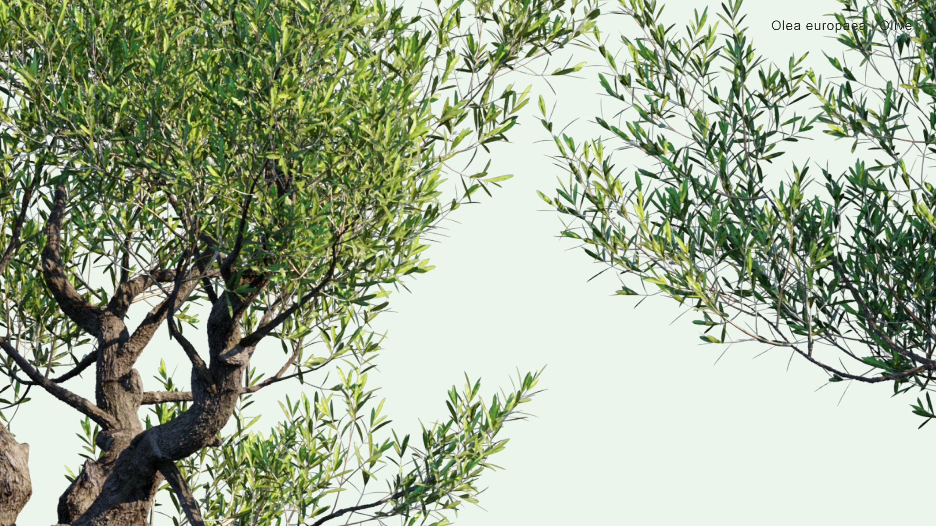 2D Olea Europaea - Olive