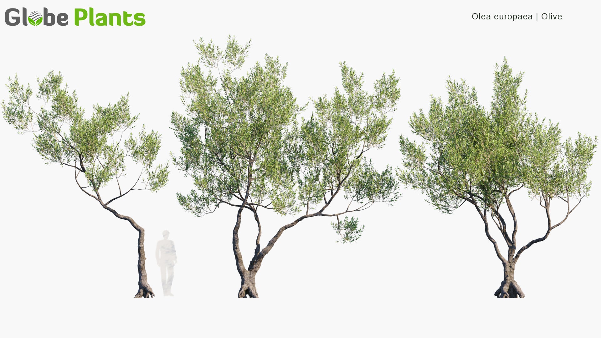 Low Poly Olea Europaea - Olive (3D Model)