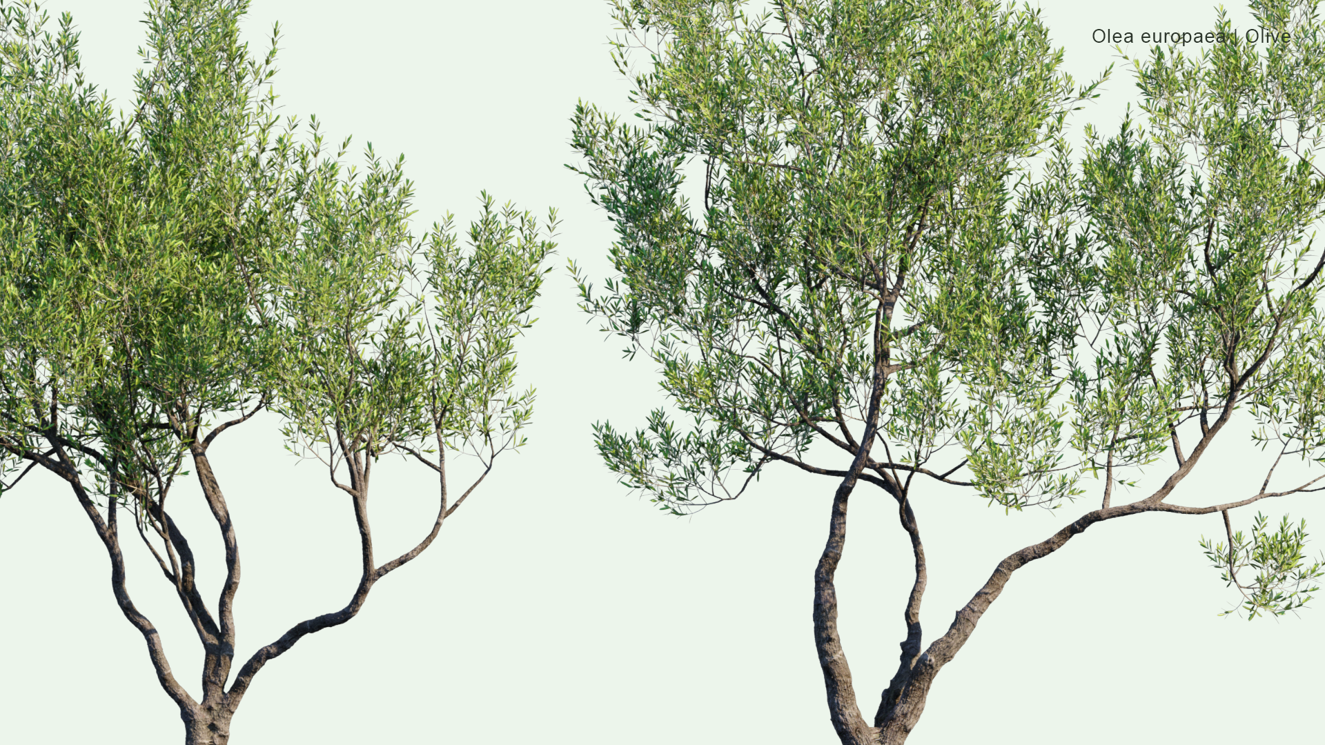2D Olea Europaea - Olive