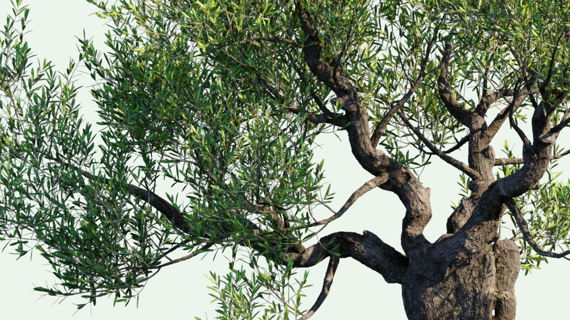2D Olea Europaea - Olive