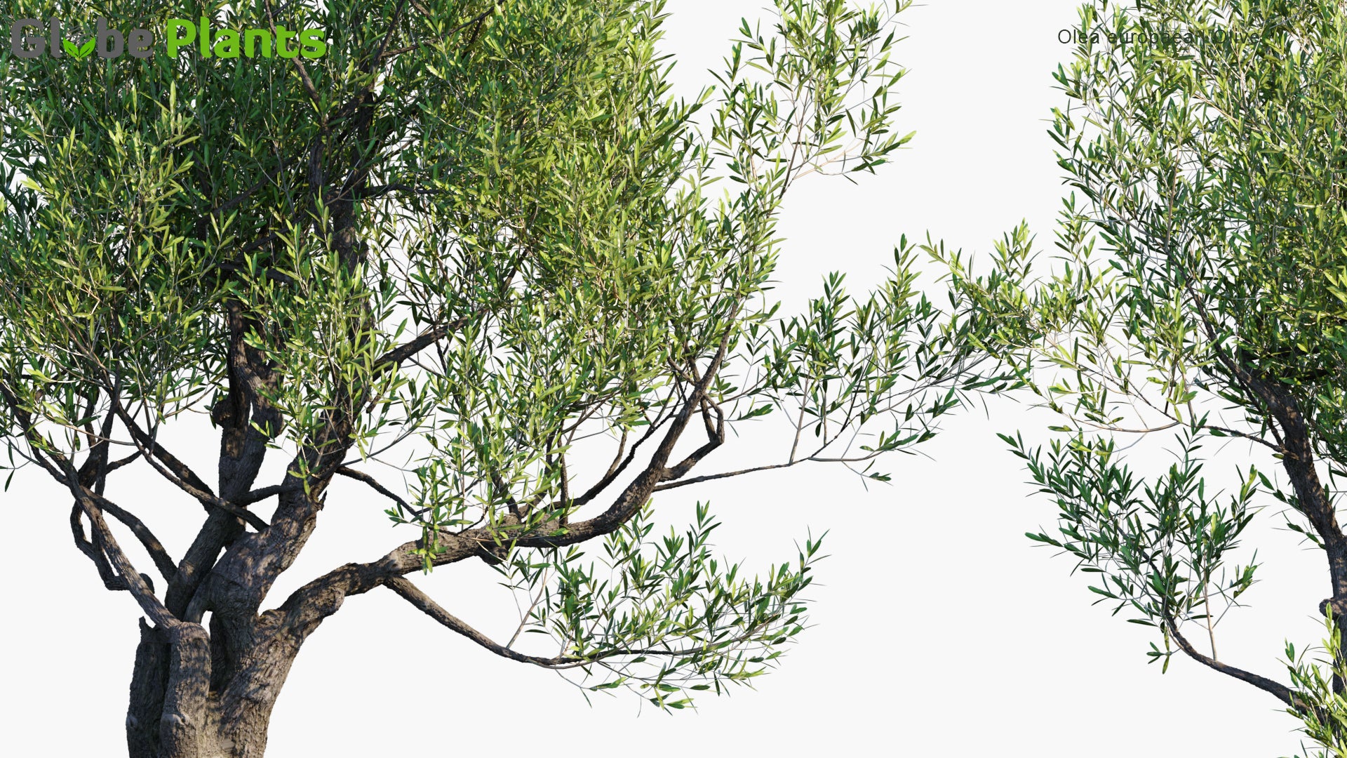 Low Poly Olea Europaea - Olive (3D Model)