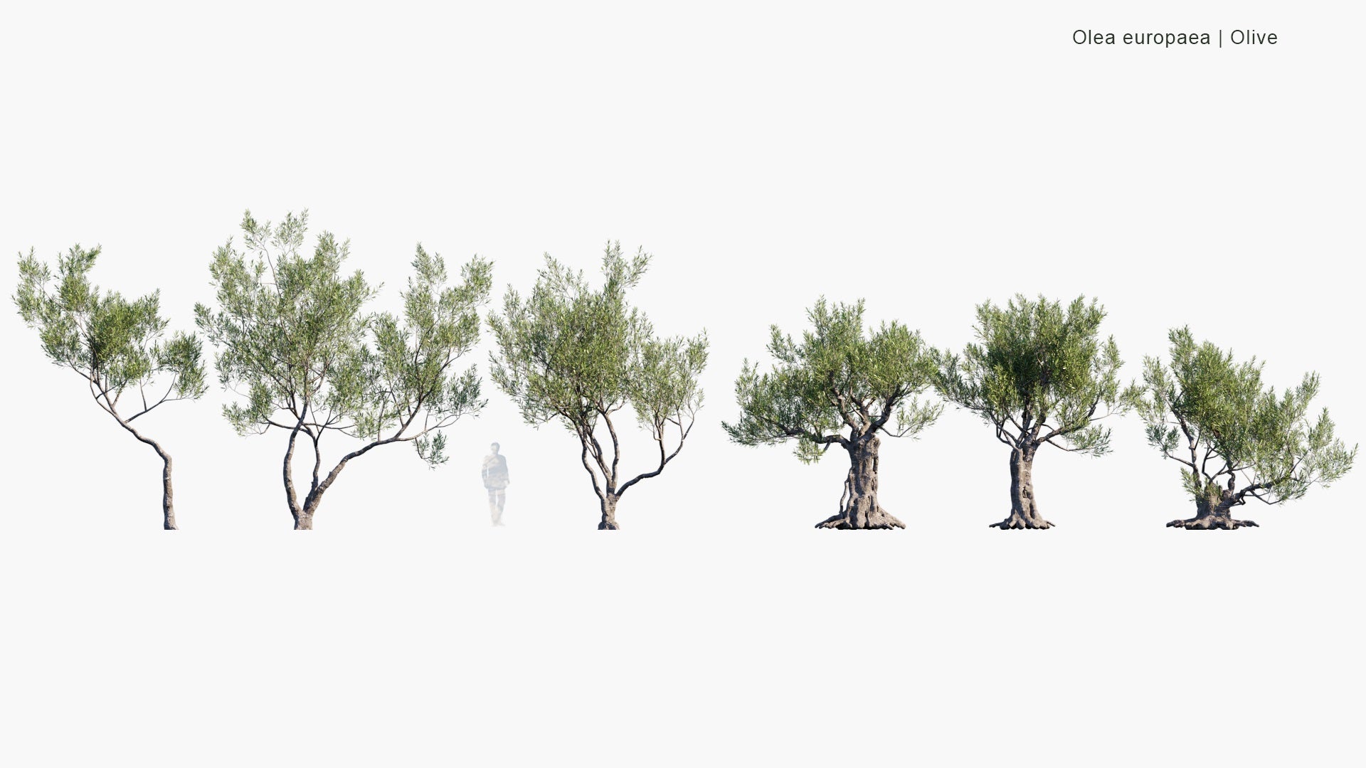 Low Poly Olea Europaea - Olive (3D Model)