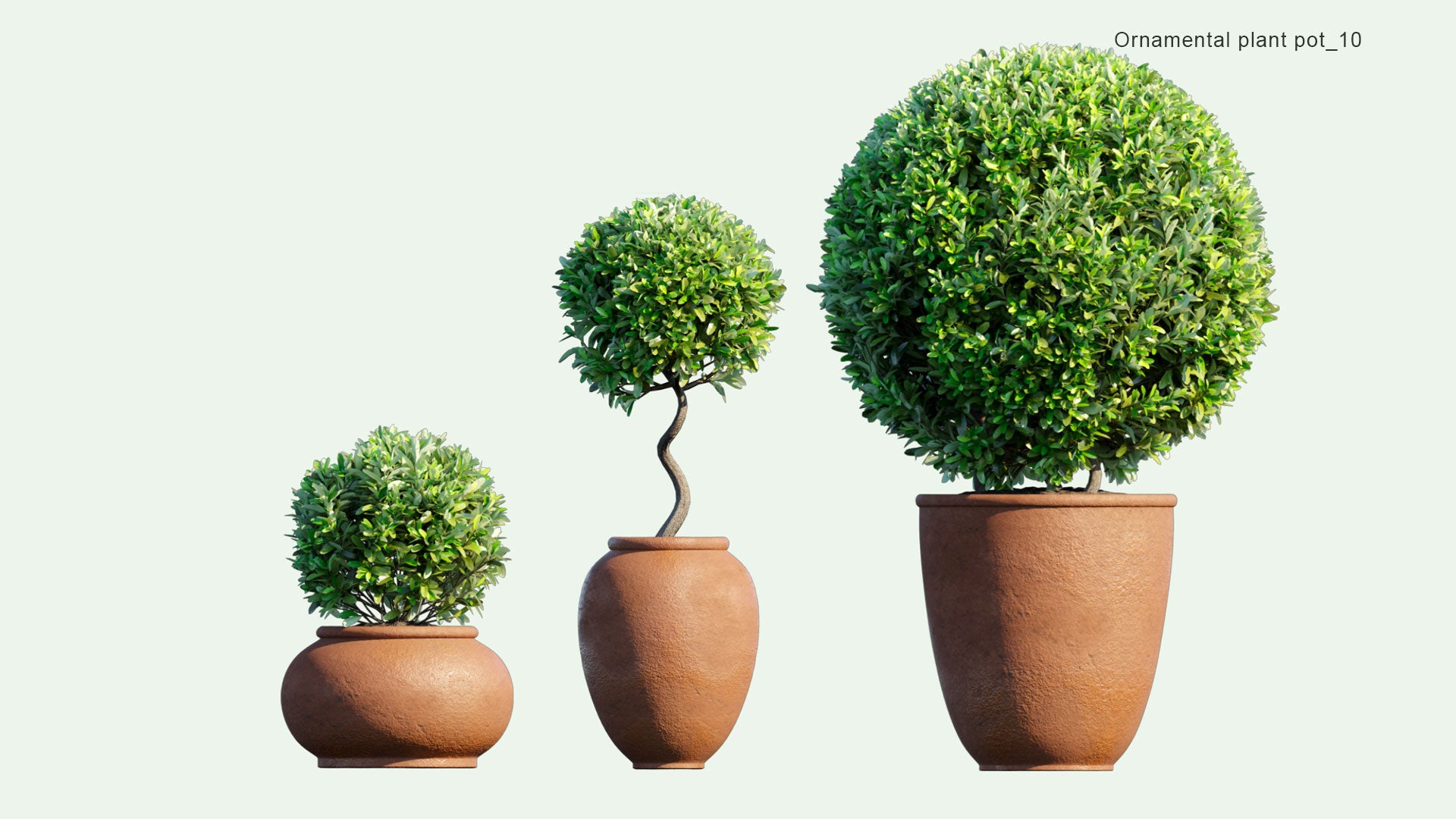 2D Ornamental Pot Plant 10 Laurus Nobilis 'Saratoga'