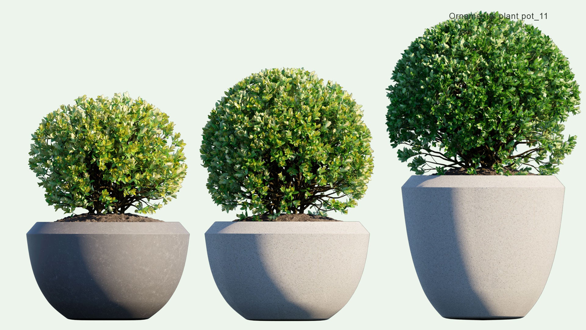 2D Ornamental Pot Plant 11 Euonymus Japonicus