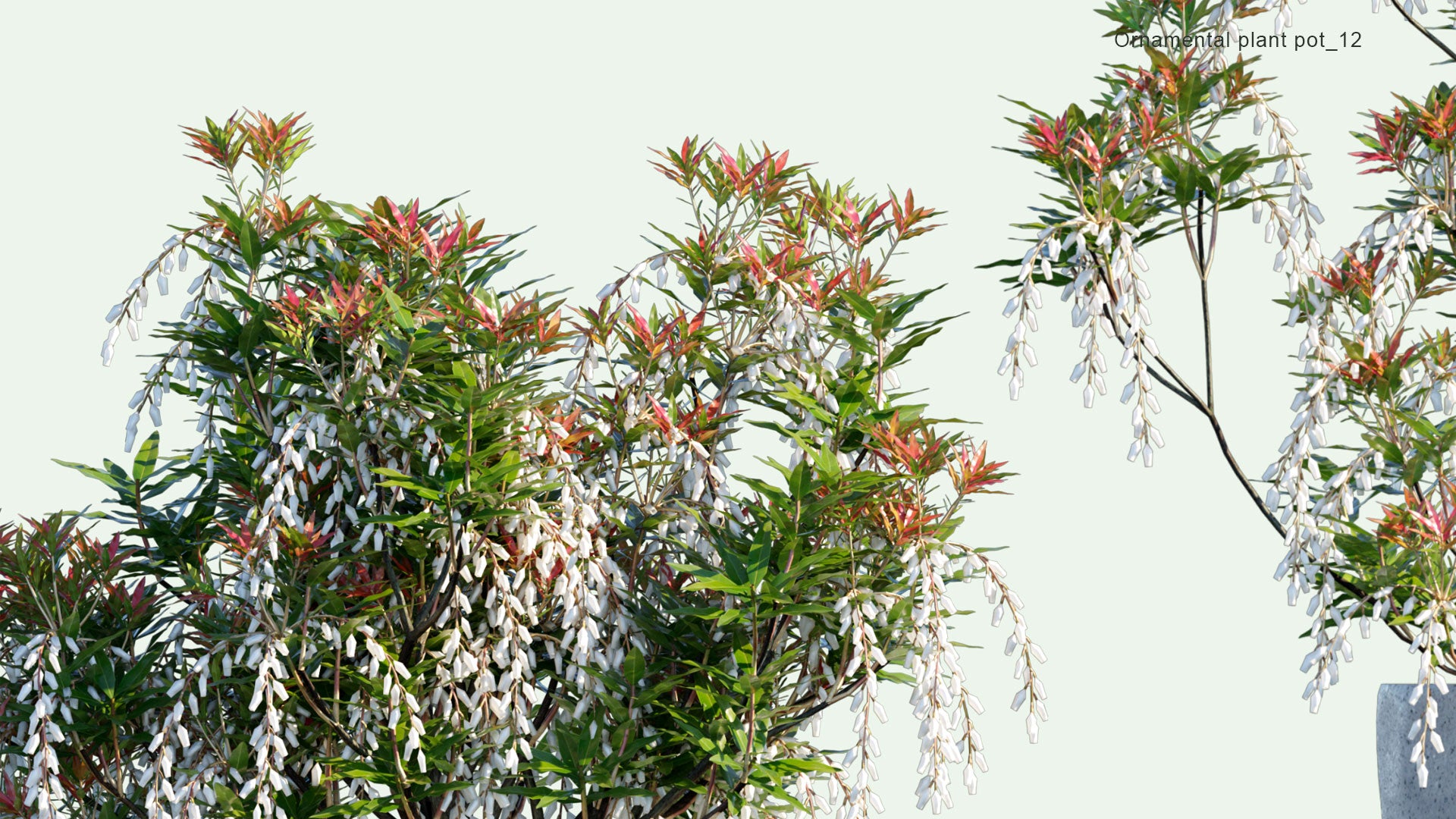 2D Ornamental Pot Plant 12 - Pieris Japonica 'Forest Flame'