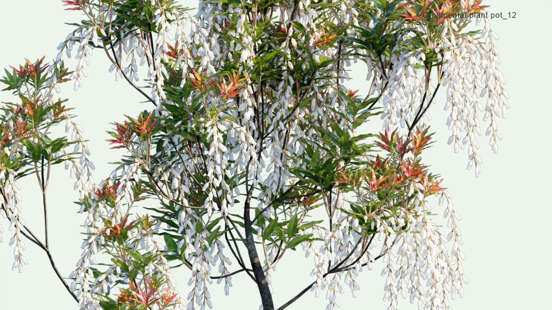 2D Ornamental Pot Plant 12 - Pieris Japonica 'Forest Flame'
