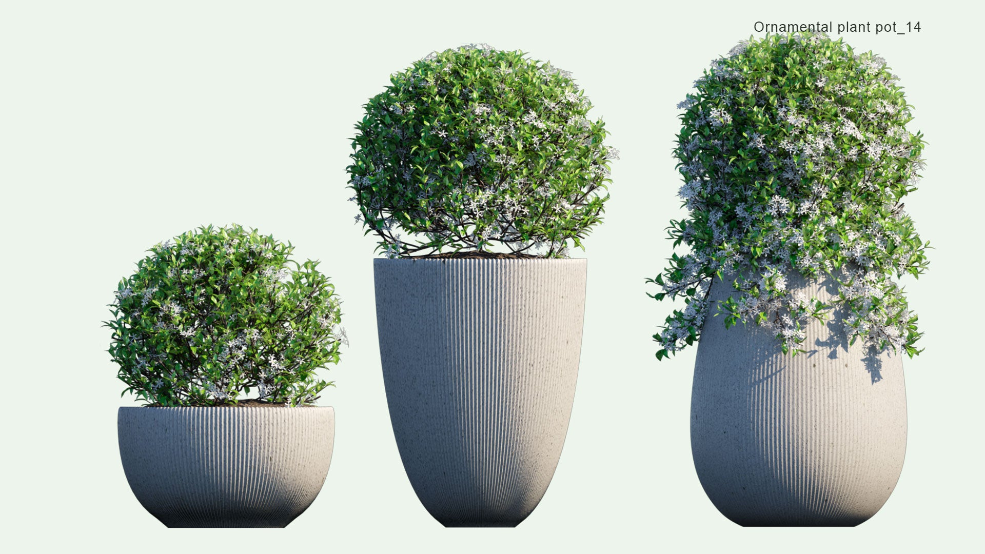 2D Ornamental Pot Plant 14 Trachelospermum Jasminoides