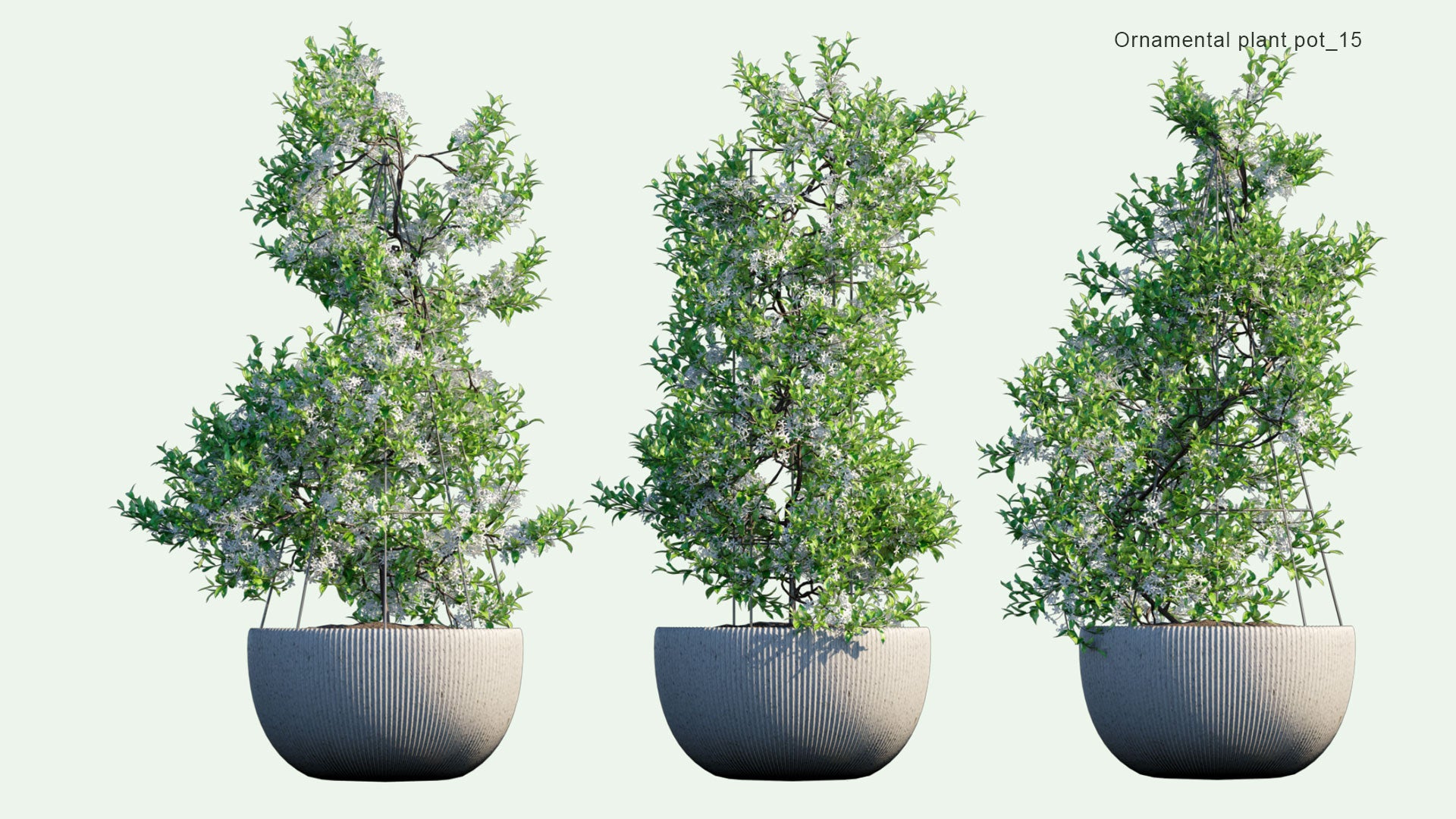 2D Ornamental Pot Plant 15 - Trachelospermum Jasminoides