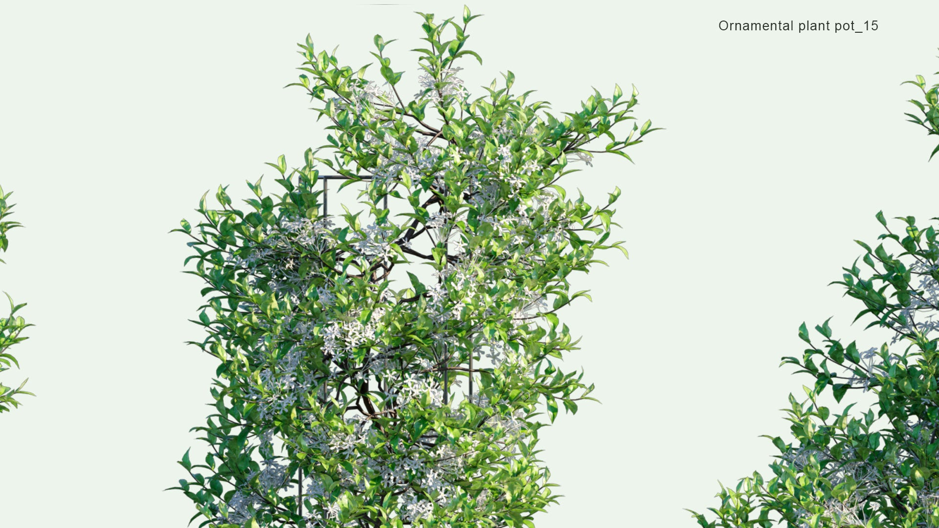 2D Ornamental Pot Plant 15 - Trachelospermum Jasminoides