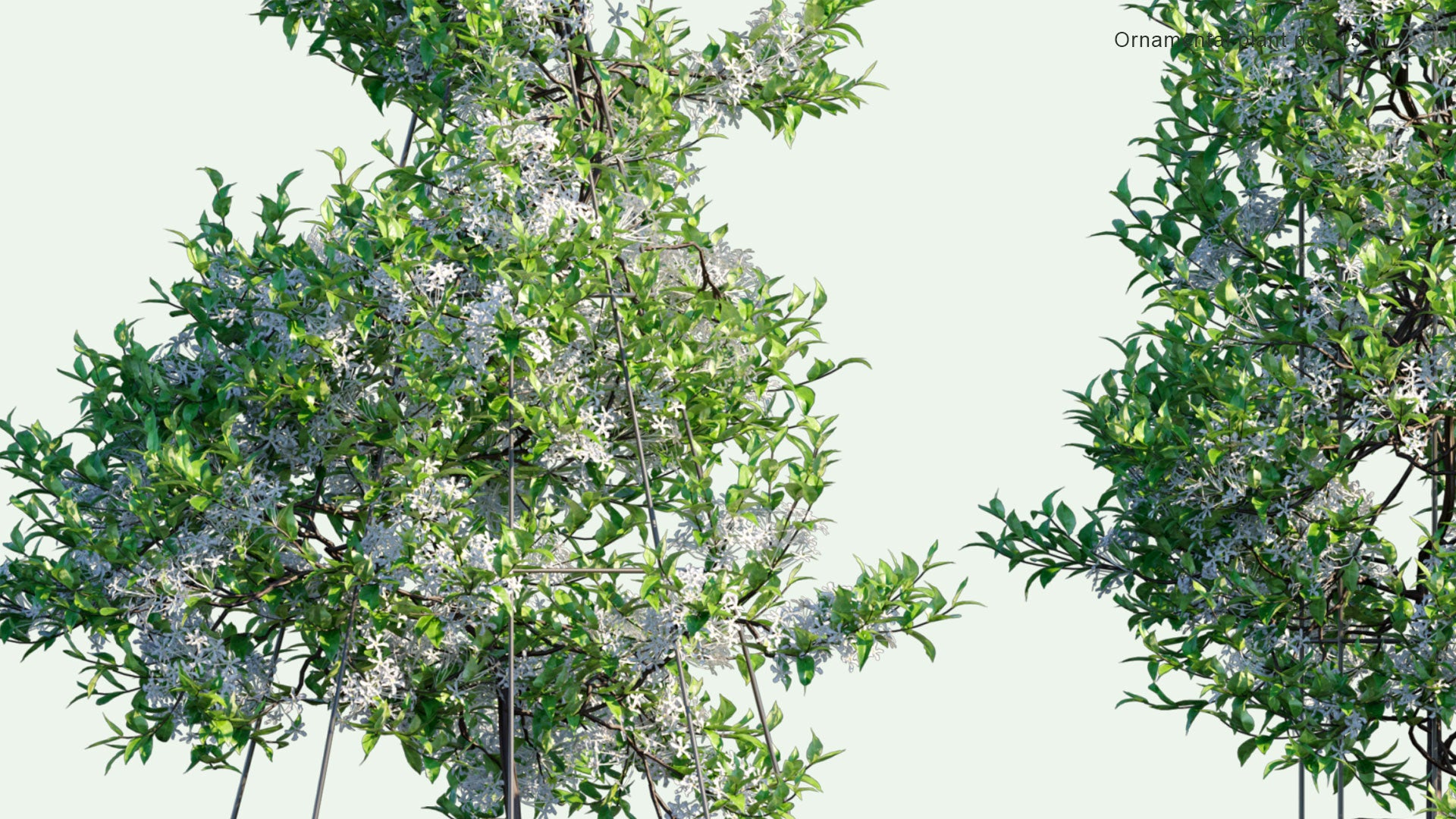 2D Ornamental Pot Plant 15 - Trachelospermum Jasminoides