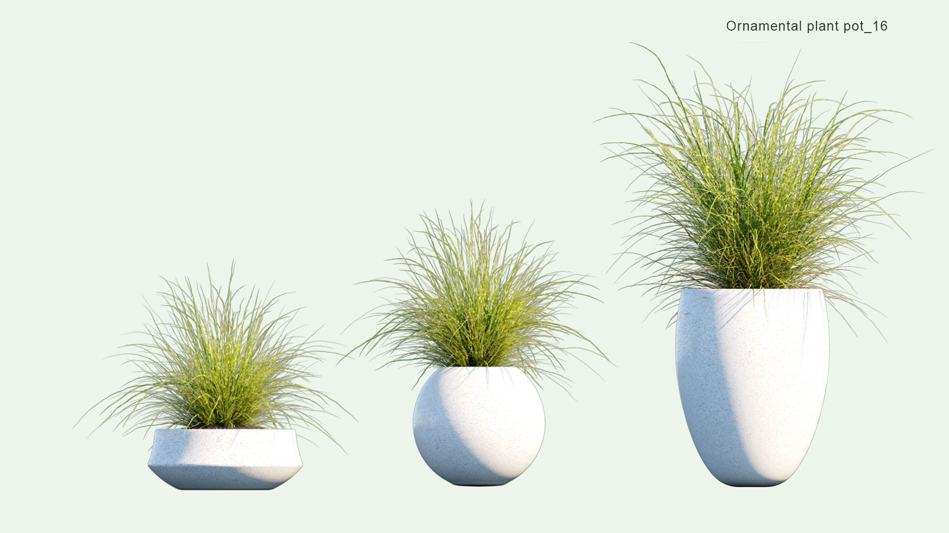 2D Ornamental Pot Plant 16 Miscanthus Sinensis 'Zebrinus'