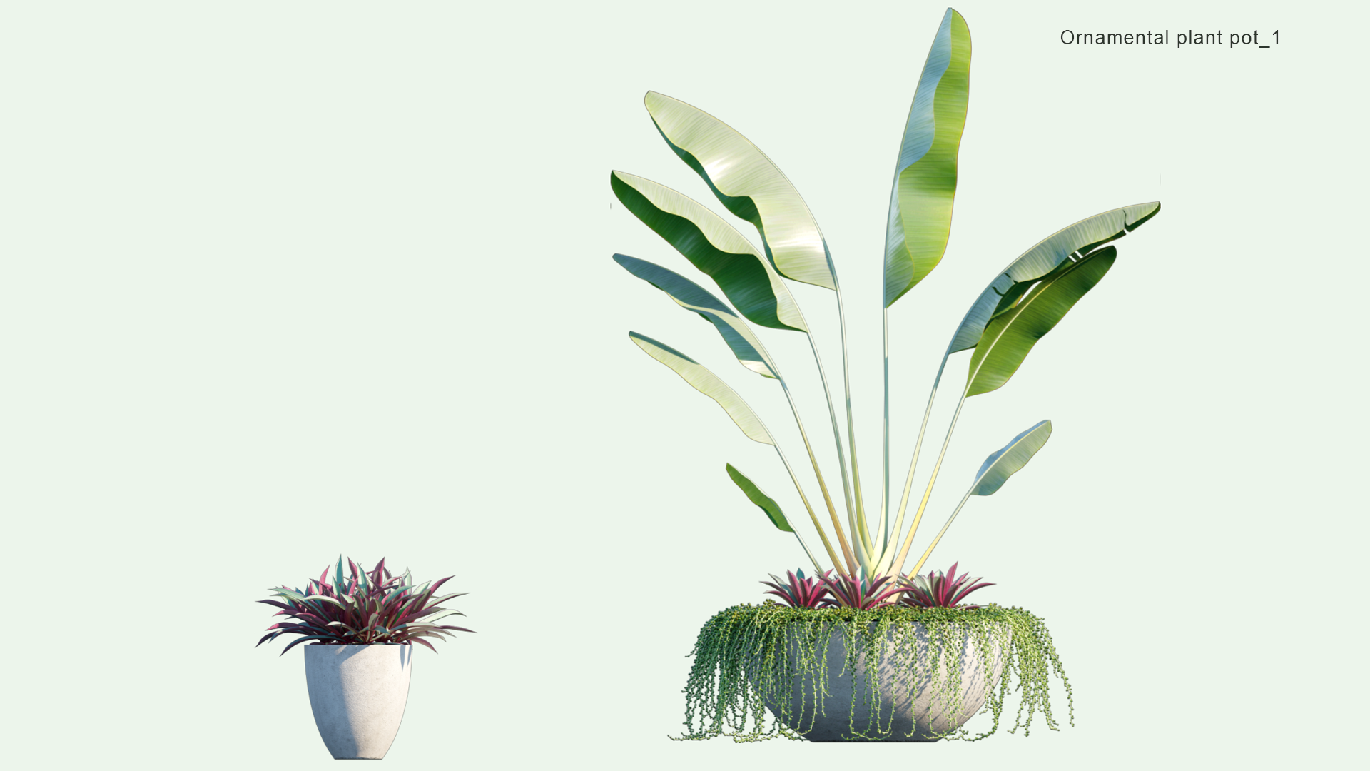 2D Ornamental Pot Plant 01 - Ravenala Madagascariensis, Sedum Morganianum, Tradescantia Spathacea