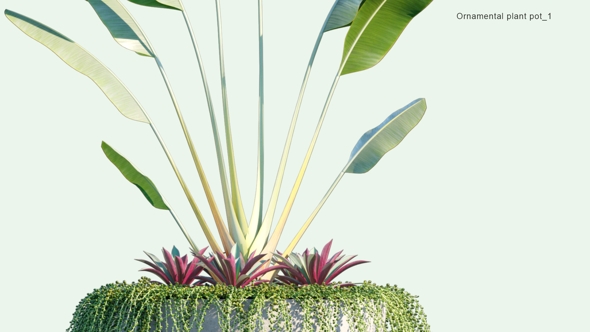 2D Ornamental Pot Plant 01 - Ravenala Madagascariensis, Sedum Morganianum, Tradescantia Spathacea