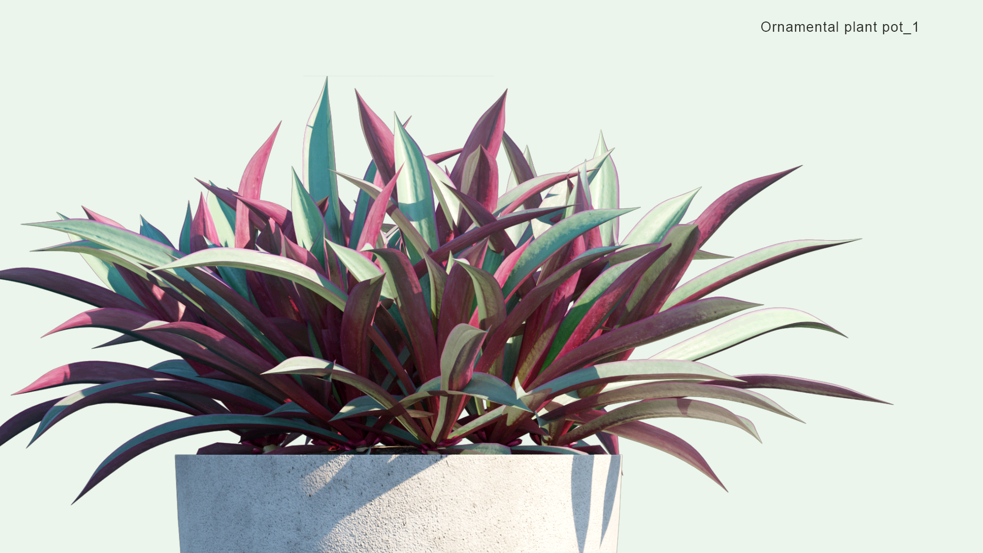 2D Ornamental Pot Plant 01 - Ravenala Madagascariensis, Sedum Morganianum, Tradescantia Spathacea