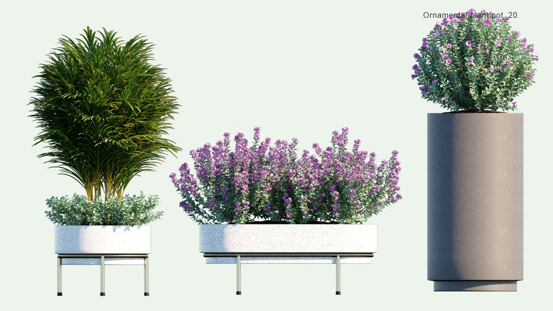 2D Ornamental Pot Plant 20 Leucophyllum Frutescens