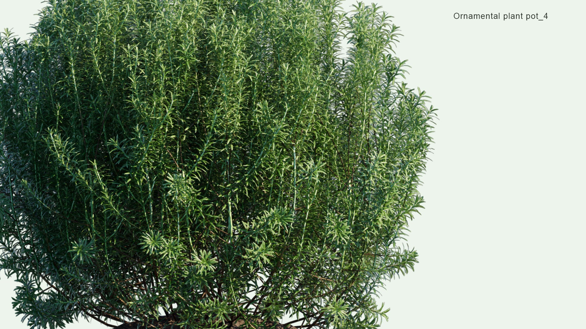 2D Ornamental Pot Plant 04 - Rosmarinus Officinalis 'Albus'