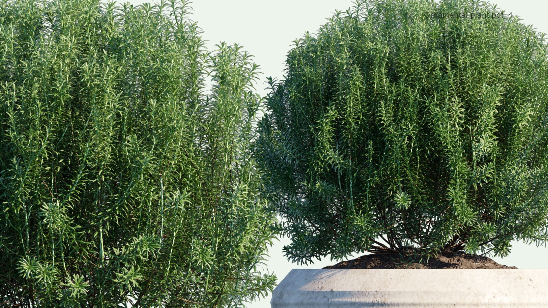 2D Ornamental Pot Plant 04 - Rosmarinus Officinalis 'Albus'