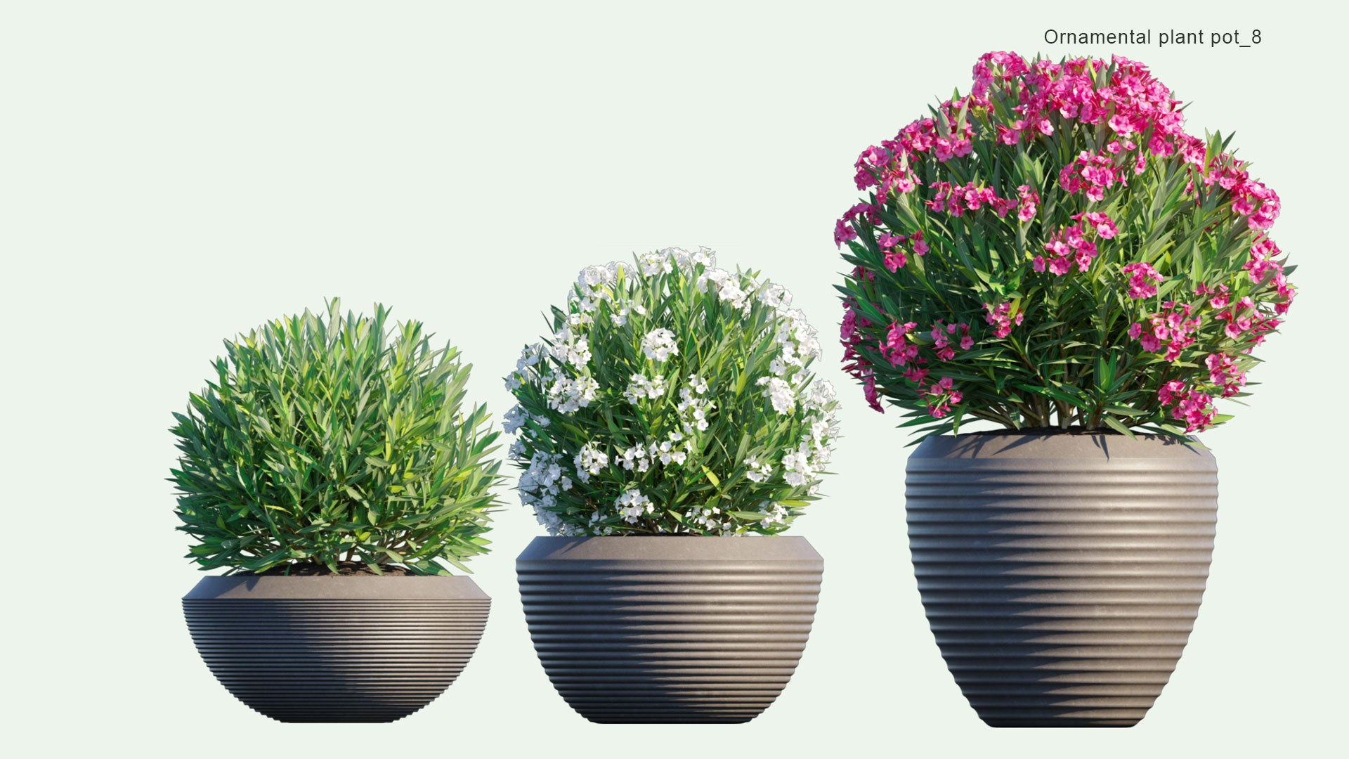 2D Ornamental Pot Plant 08 Nerium Oleander