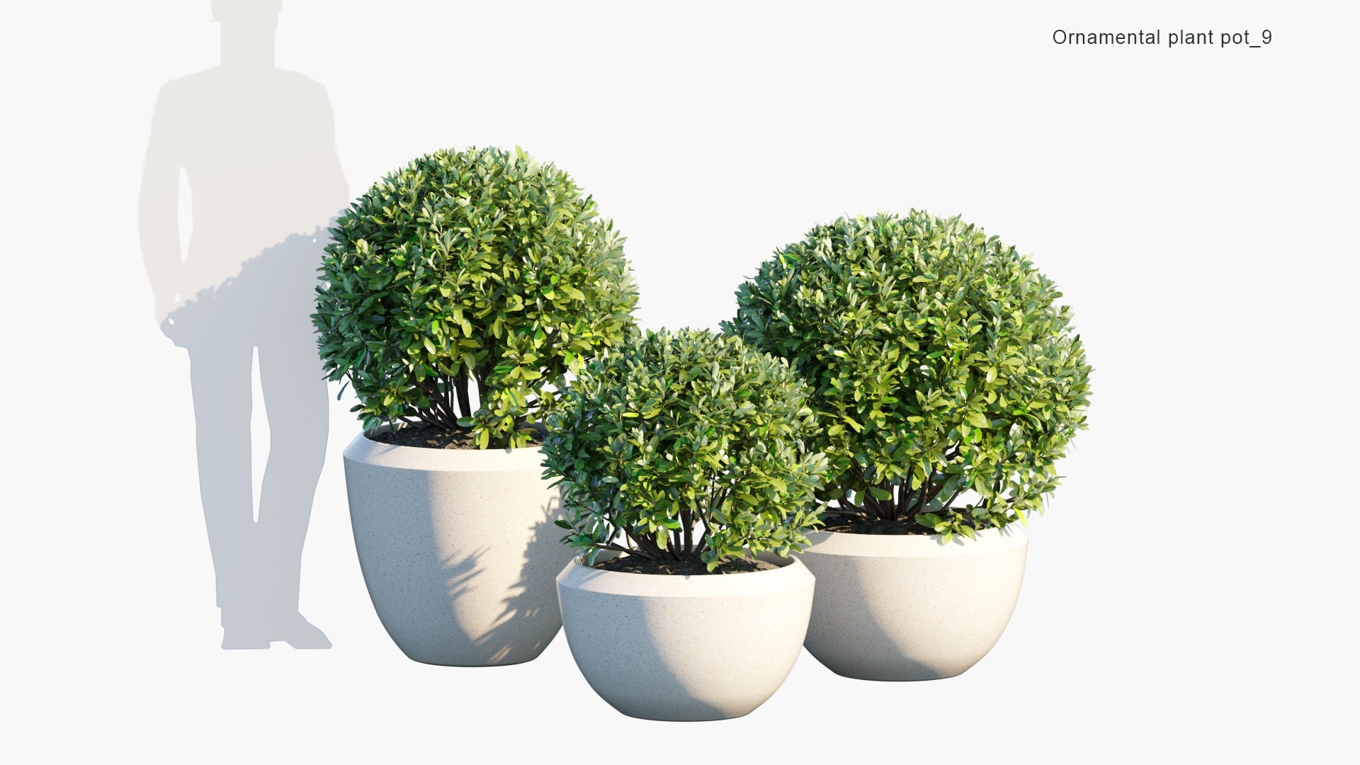 High Poly Ornamental Pot Plant 09 Laurus Nobilis 'Saratoga' 3D