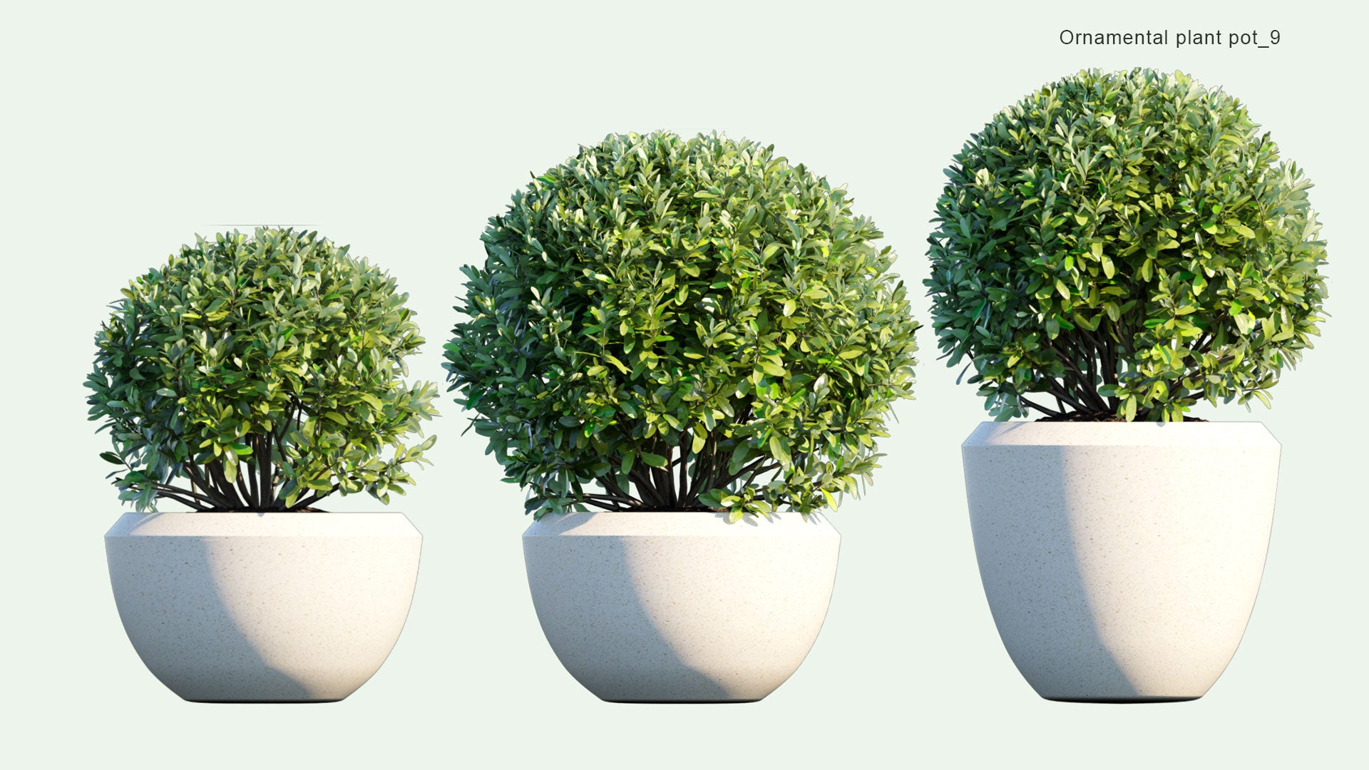 2D Ornamental Pot Plant 09 - Laurus Nobilis 'Saratoga'