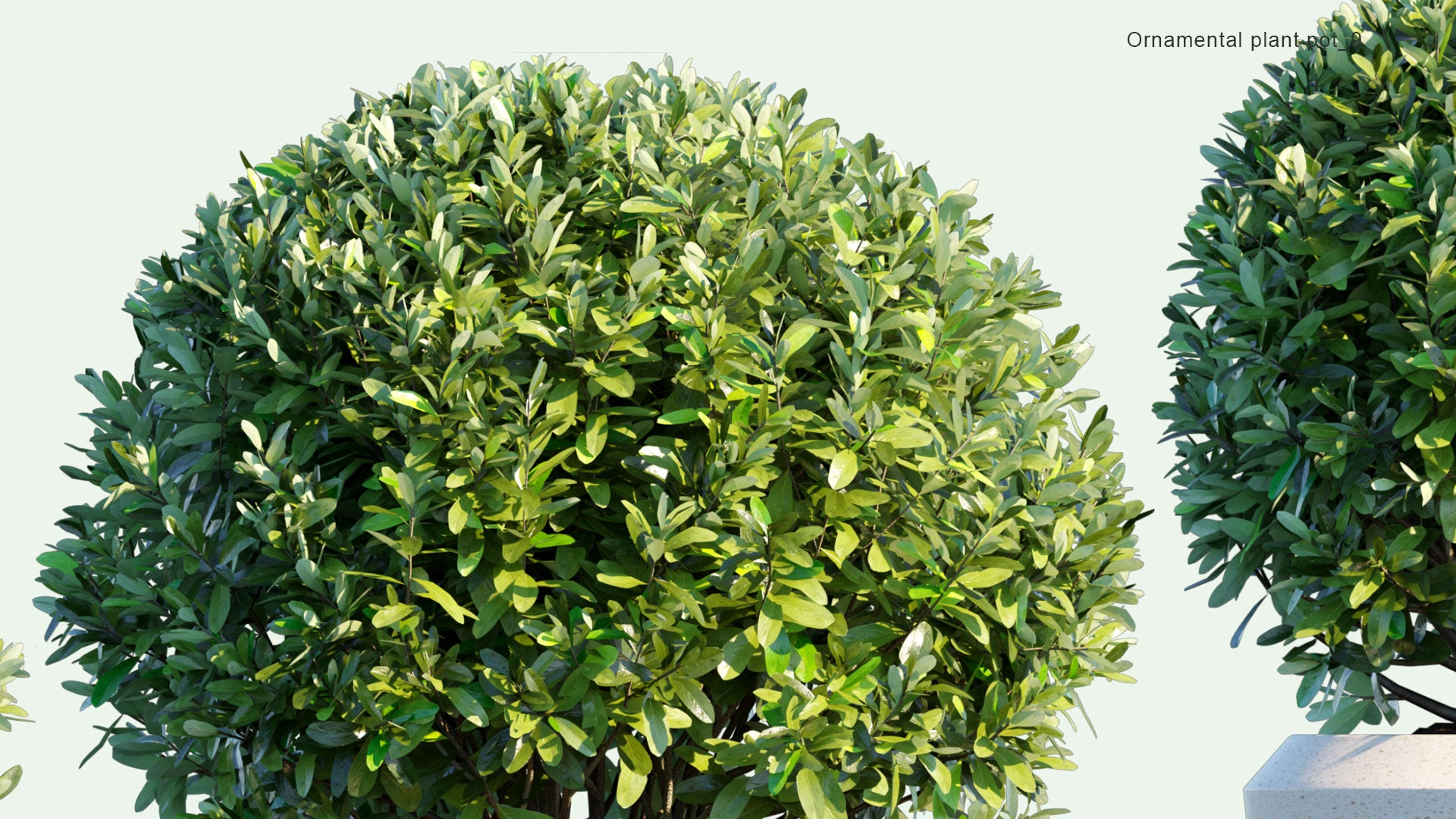 2D Ornamental Pot Plant 09 - Laurus Nobilis 'Saratoga'