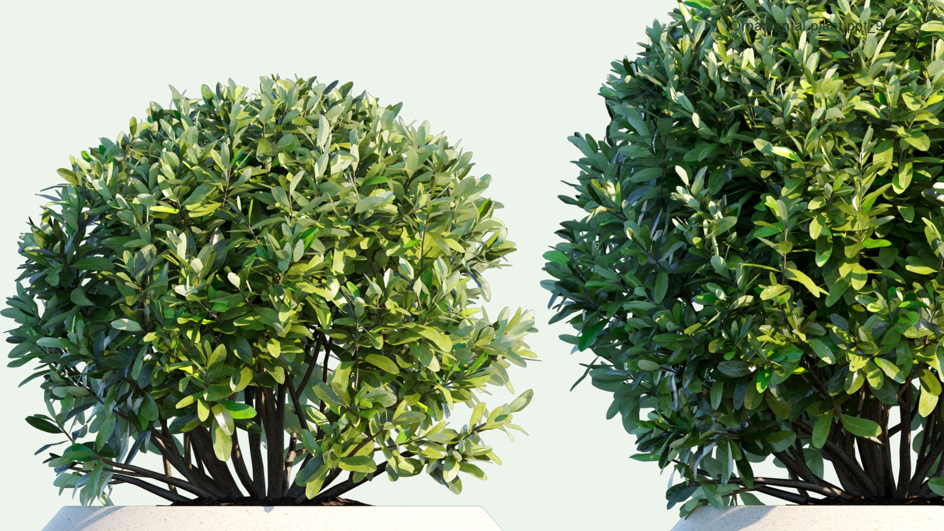 2D Ornamental Pot Plant 09 - Laurus Nobilis 'Saratoga'