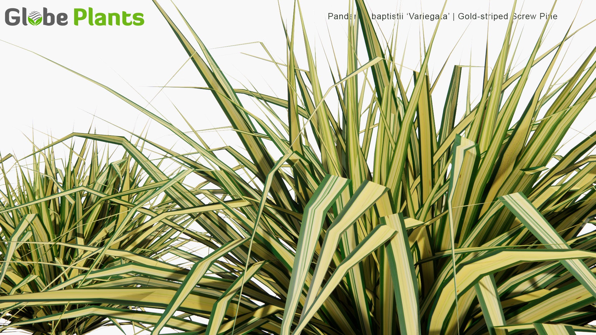 Low Poly Pandanus Baptistii 'Variegata' - Gold-Striped Screw Pine (3D Model)