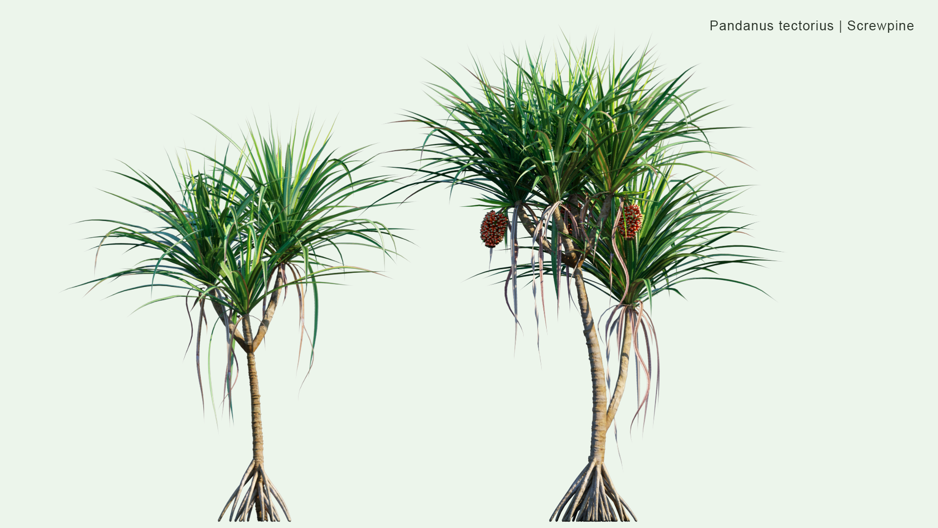 2D Pandanus Tectorius - Screwpine, Hala Tree