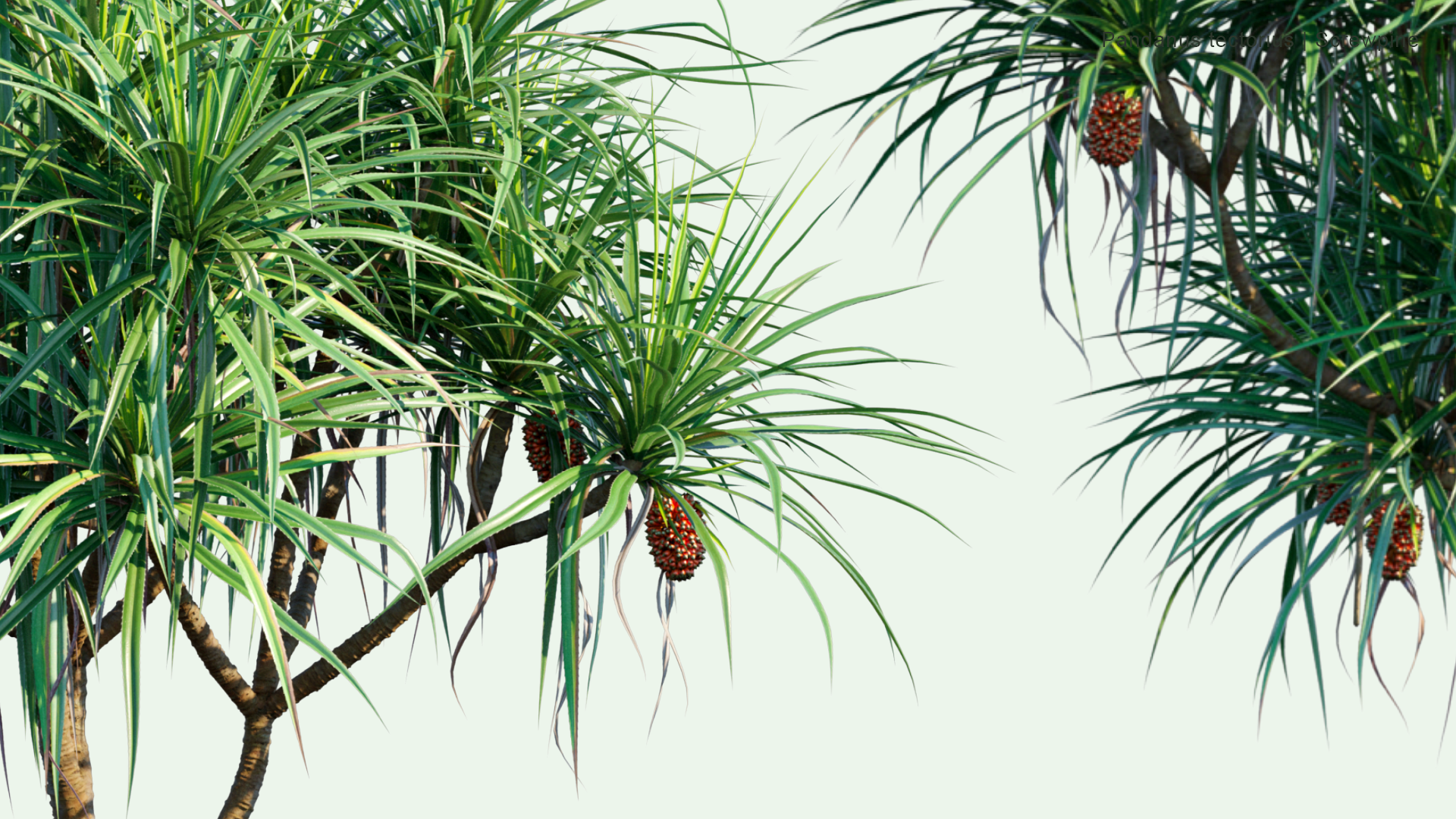 2D Pandanus Tectorius - Screwpine, Hala Tree