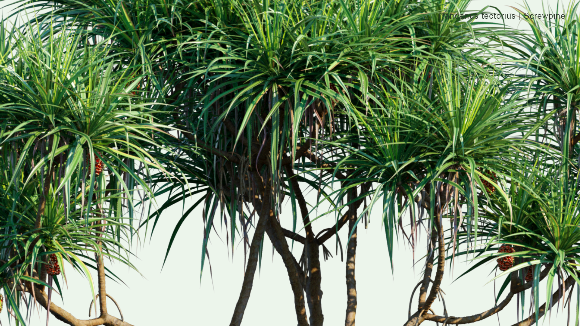 2D Pandanus Tectorius - Screwpine, Hala Tree