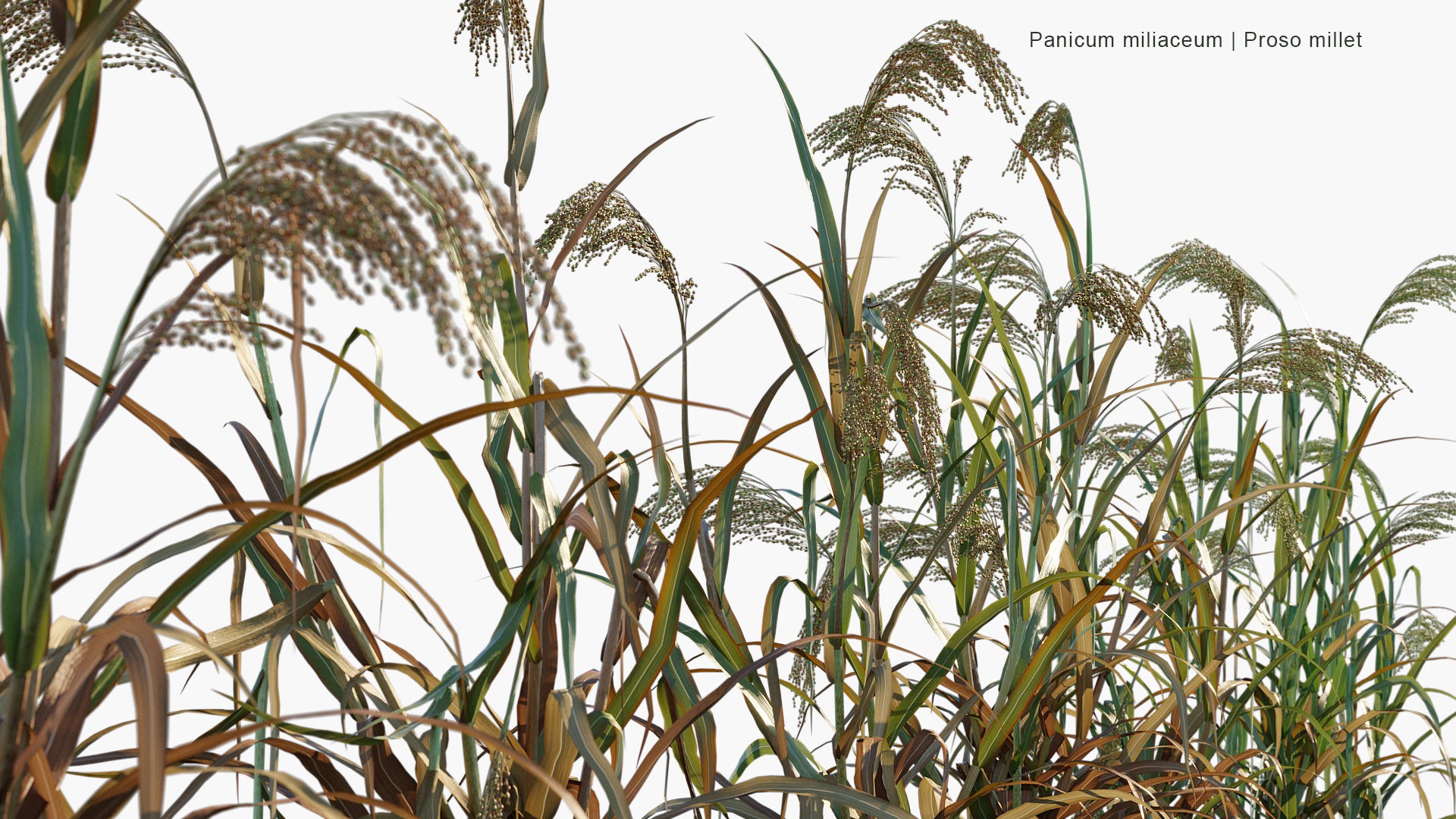 Panicum Miliaceum - Proso Millet